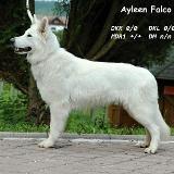 Ayleen Falco line
