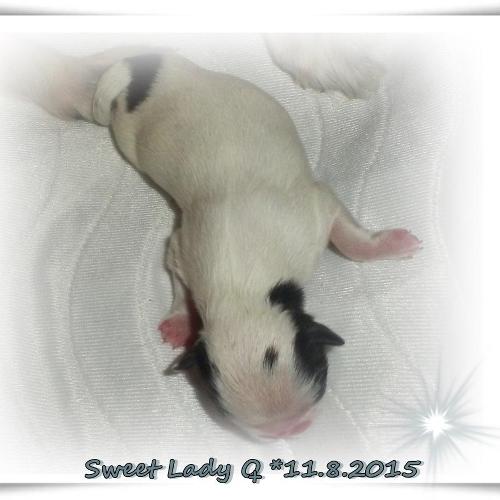 Sweet Lady z Podhájské chaloupky
