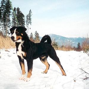 Obelix