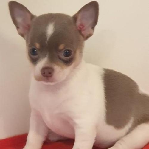 Kc Lilac A Bílá Chihuahua Muž