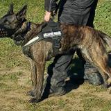 Argo