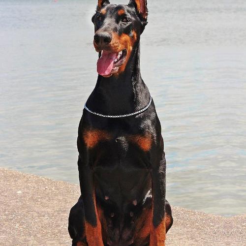 Max