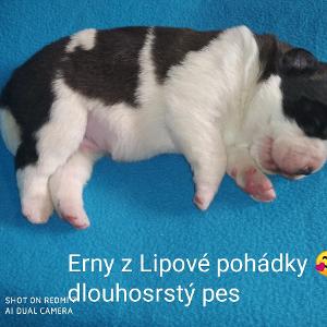 Erny - dlouhosrstý pes