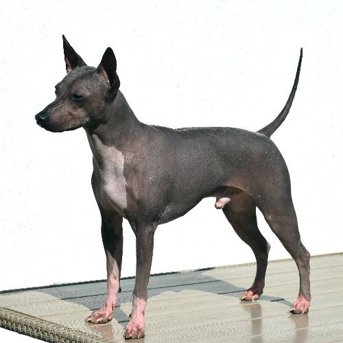 Edward de Beatrix Bohemica "Jake"