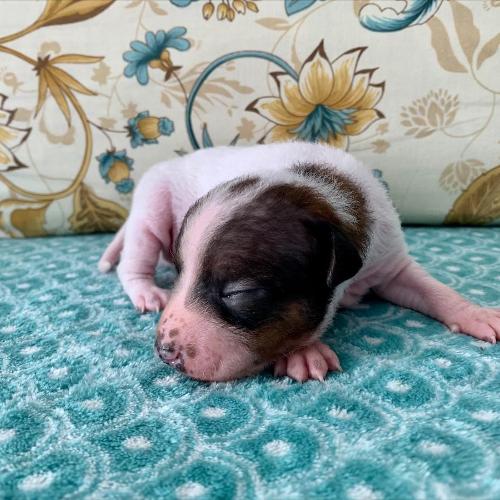 Bright Bowtruckle Canis pro Fortuna