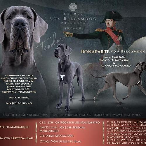 Bonaparte Von Belcamdog