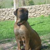 AGASHA