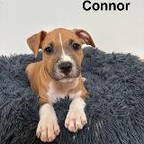 Connor Star of my Heart