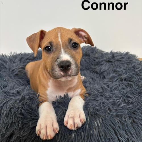 Connor Star of my Heart