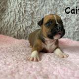 Caitie Star of my Heart