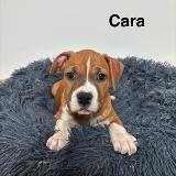 Cara Star of my Heart