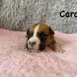 Carol Star of my Heart