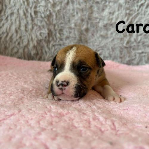 Carol Star of my Heart