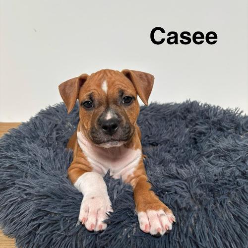 Casee Star of my Heart