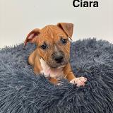 Ciara Star of my Heart