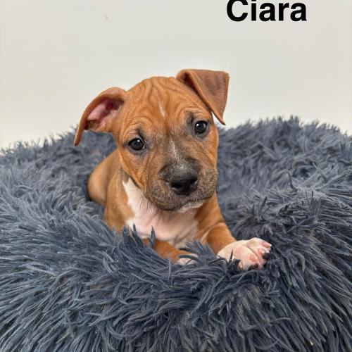 Ciara Star of my Heart