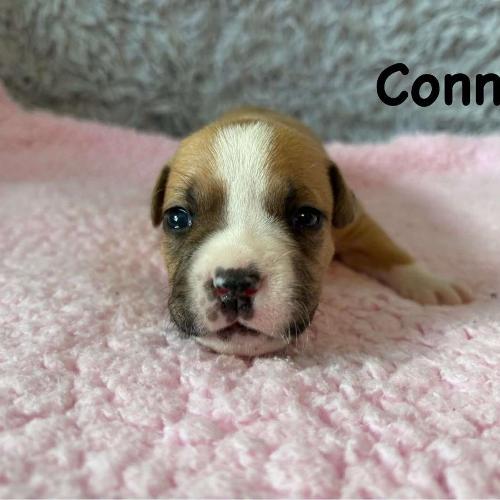 Connie Star of my Heart