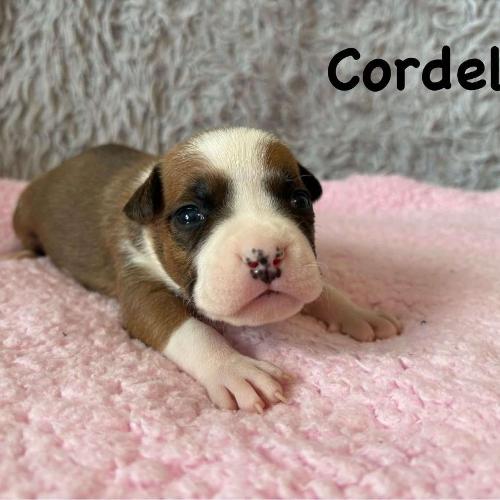 Cordelia Star of my Heart