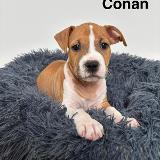 Conan Star of my Heart