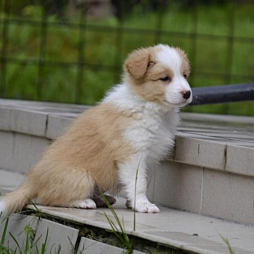 Happy Hawkeye Wicca Gabreta