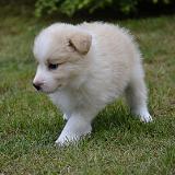 Hugo Little Hero Wicca Gabreta