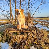 Honey Boy Wicca Gabreta