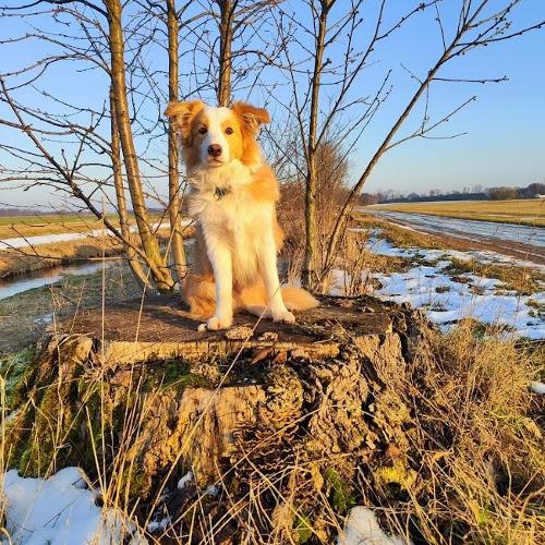 Honey Boy Wicca Gabreta