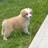 Honey Boy Wicca Gabreta