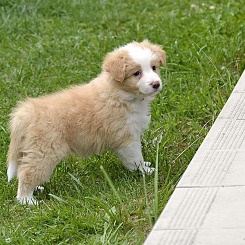 Honey Boy Wicca Gabreta