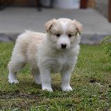 Holiday Hope Wicca Gabreta