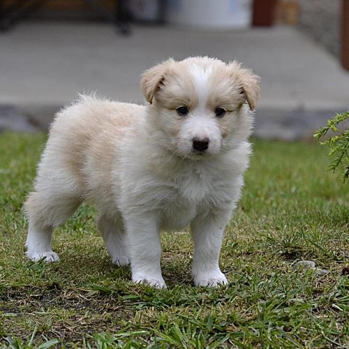 Holiday Hope Wicca Gabreta