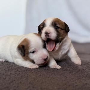 3 týdny / 3 weeks 
