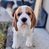 Astrid Of Fenrir’s Spirit