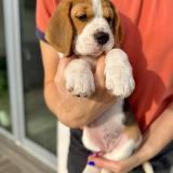 Agnar Of Fenrir’s Spirit