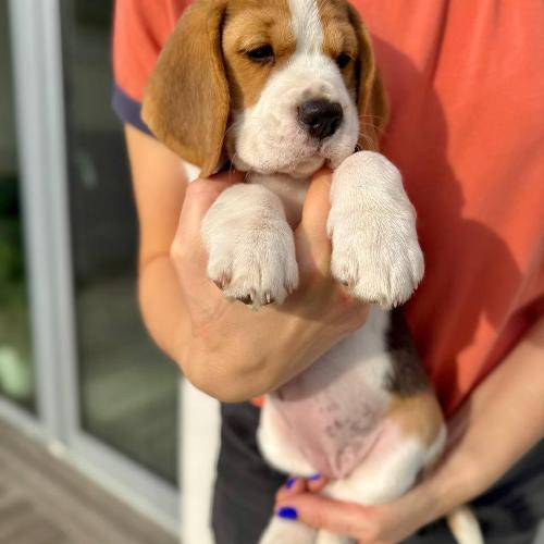  Agnar Of Fenrir’s Spirit