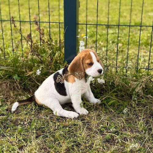  Agneta Of Fenrir’s Spirit