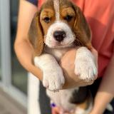 Ardis Of Fenrir’s Spirit