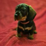 Iris z Lipové pohádky