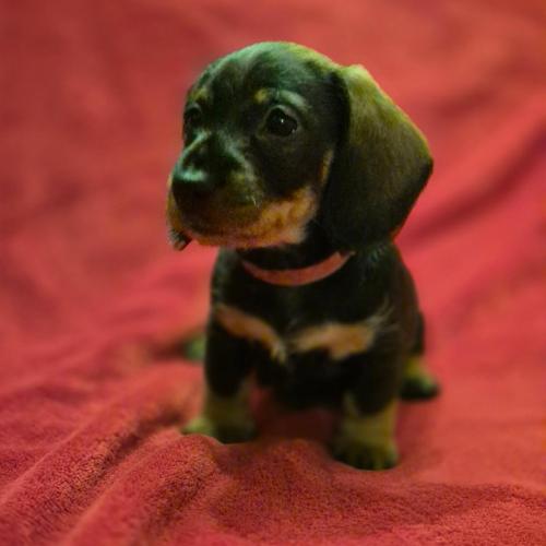 Iris z Lipové pohádky