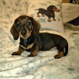 Indy z Lipové pohádky