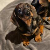 Indy z Lipové pohádky