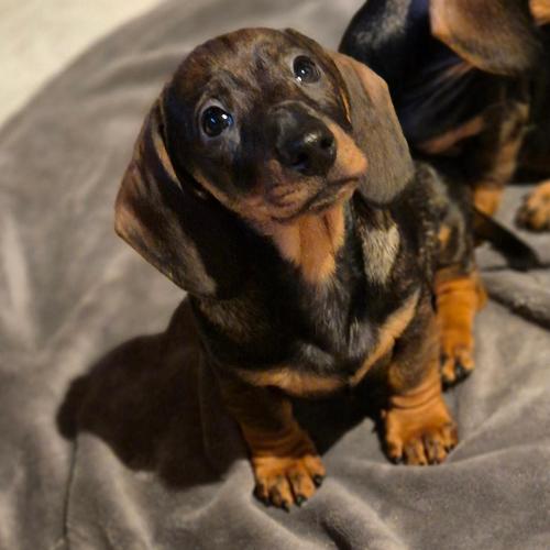 Indy z Lipové pohádky