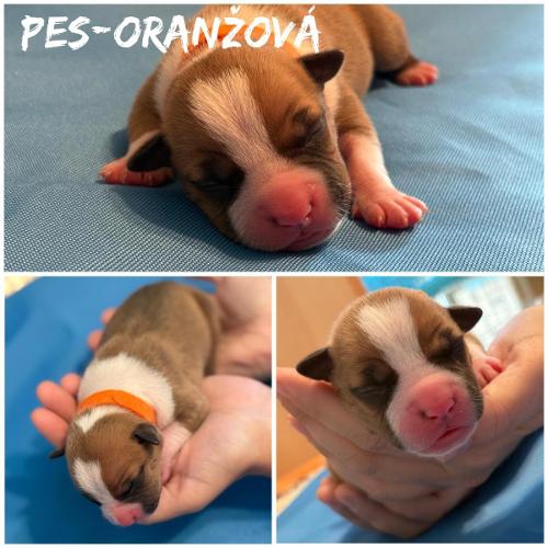 Diren Star of my Heart