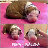 Dilay Star of my Heart