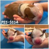 Dalyan Star of my Heart