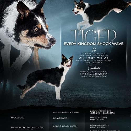 Every Kingdom Shock Wave 