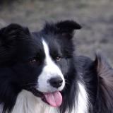 Crazy Chance of Life Jeffija