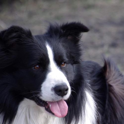 Crazy Chance of Life Jeffija