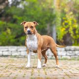 Aazeen Star of my Heart