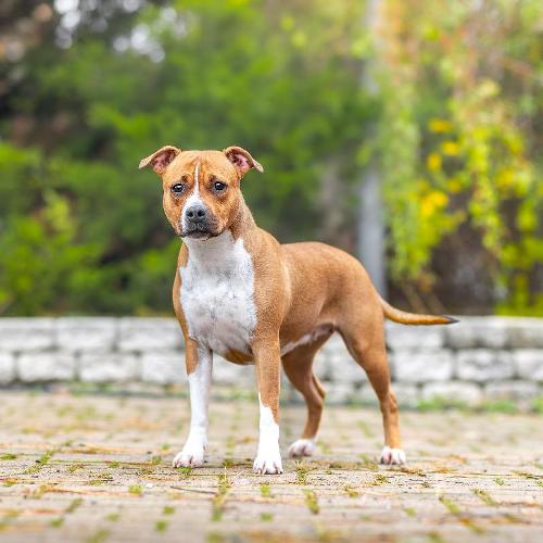 Aazeen Star of my Heart